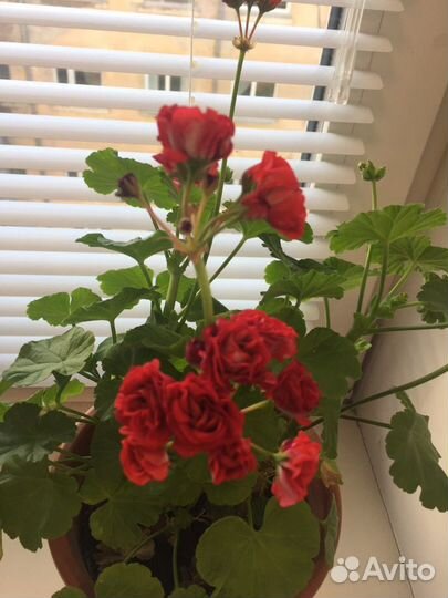 Герань пеларгония