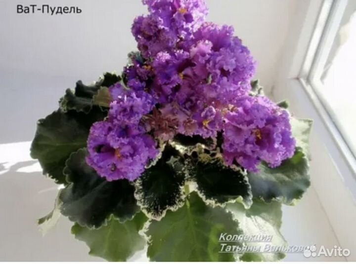 Срезка листов сортовых фиалок