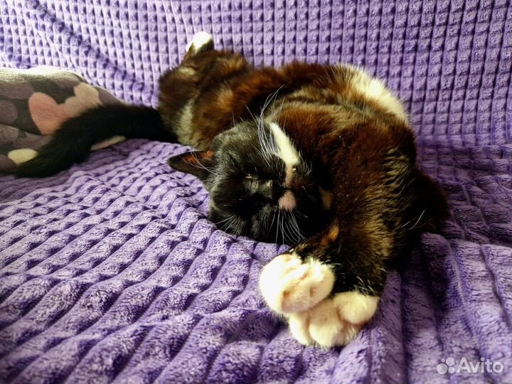 Передержка кошек. Зоогостиница. Зооняня