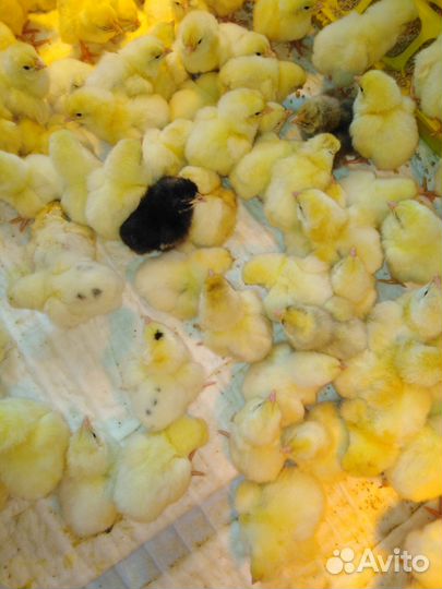 Цыплята бройлера