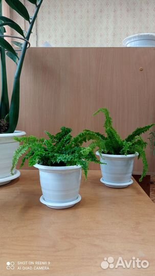 Папоротник Нефролепис кудрявый