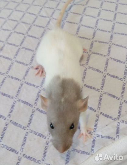 Крысята ручные