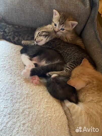 Голубоглазые котята в добрые руки