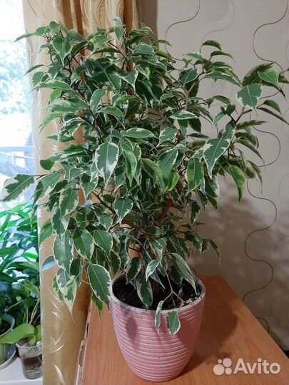 Фикус бенджамина кинки