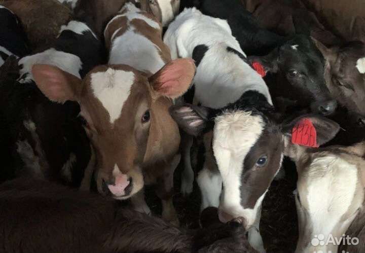 Бычки и тёлочки