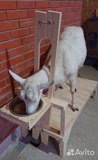 Станок для дойки коз