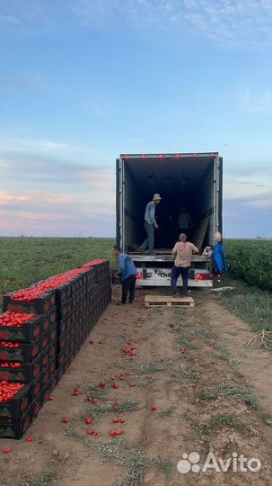 Помидоры сливка оптом