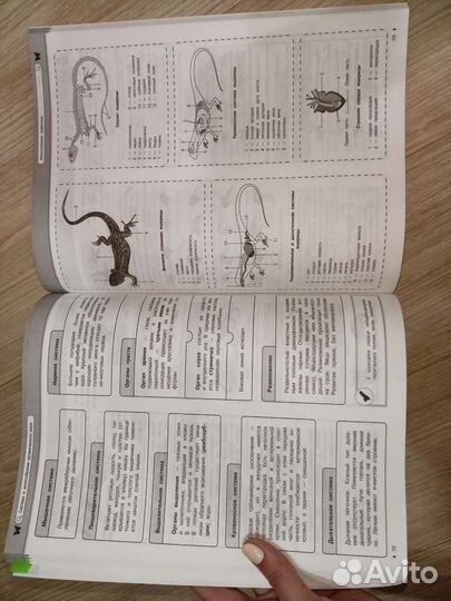 Биология школьный курс