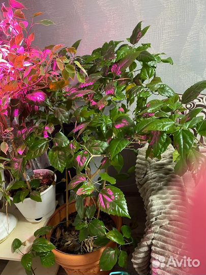 Комнатные растения цветы большие