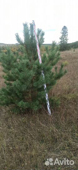 Крупномер декоративные