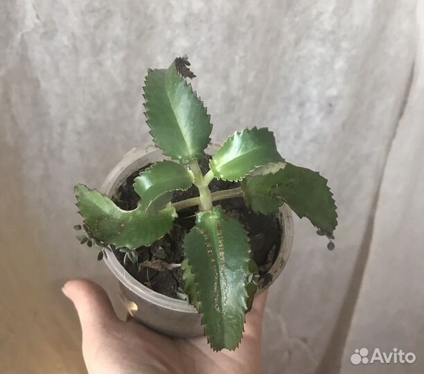 Каланхоэ алоэ лечебный