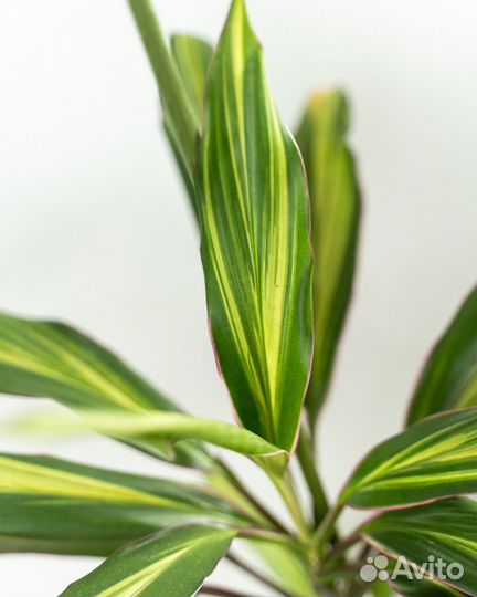 Кордилина киви