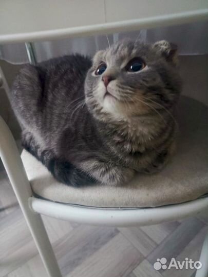 Шотландская