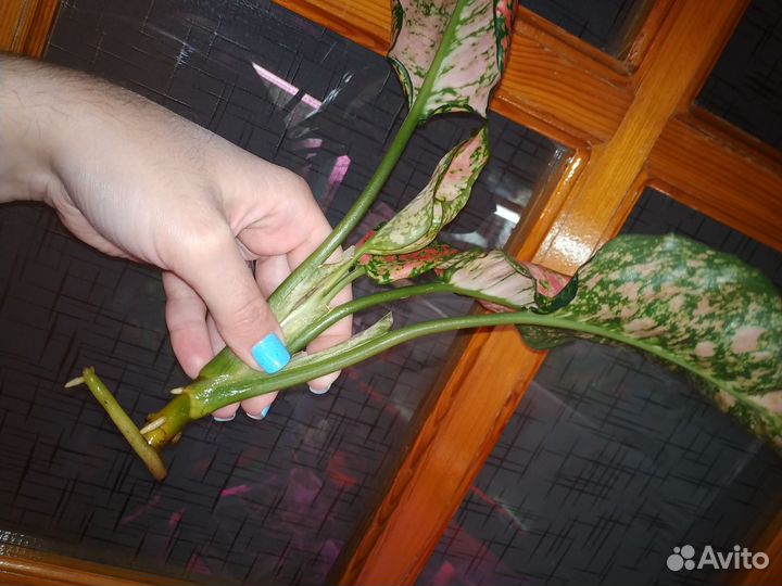 Обновлено. Сортовые аглаонемы 4 сорта