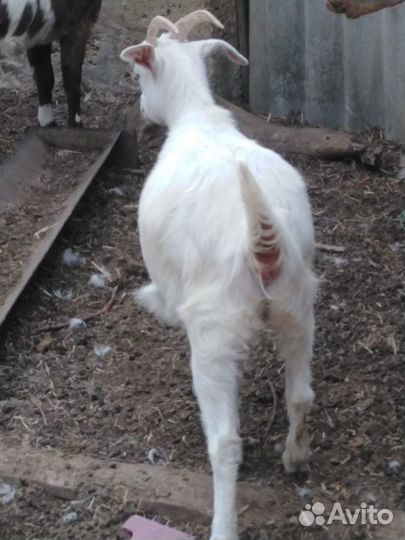 Продаются козы оптом