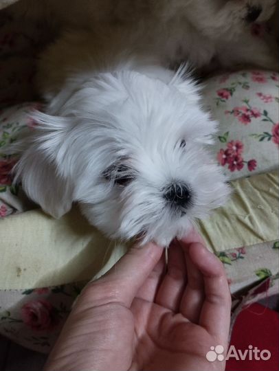 Щенки мальтезе. РКФ