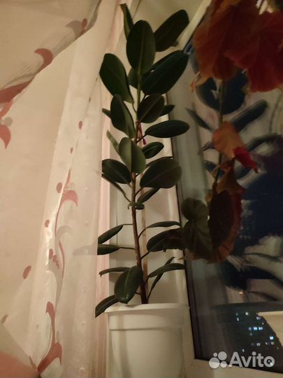 Фикус крупнолистный