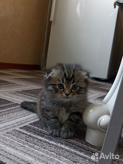 Красивые Бриташки