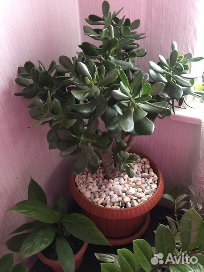 Денежное дерево