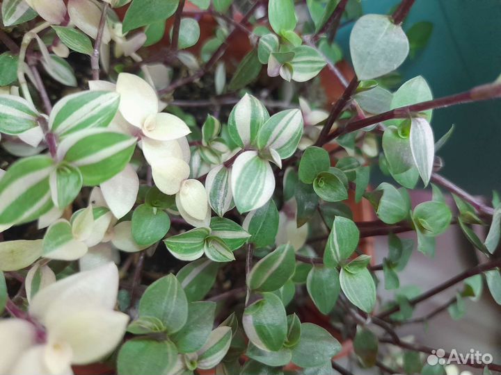 Кализия триколор