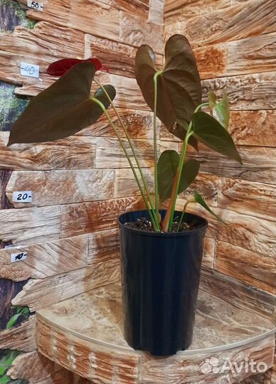 Антуриум деликата джаст перфекционист