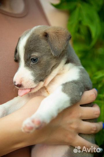 Щенки в добрые руки даром