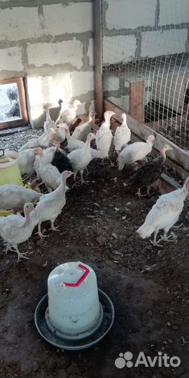 Индюшата подрощенные