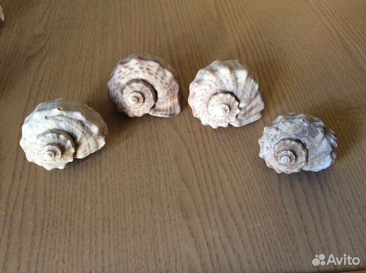 Коллекция ракушек