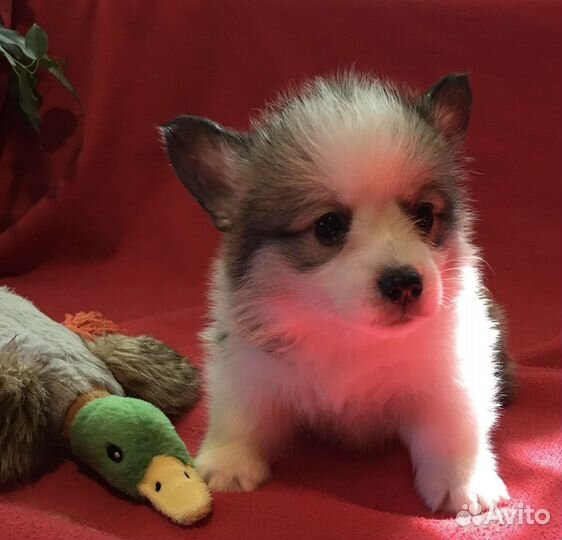 Вельш-корги пемброк