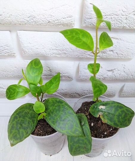 Эсхинантусы сортовые