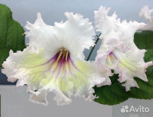 Сортовые махровые глоксинии, стрептокарпусы