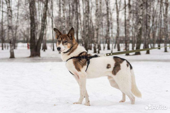 Благородный Рафаэль грустит в приюте без внимания
