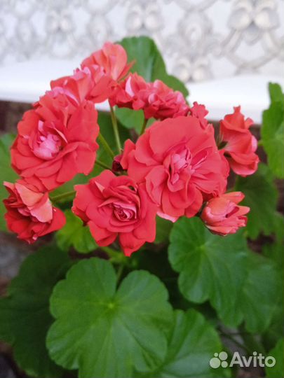 Пеларгония герань