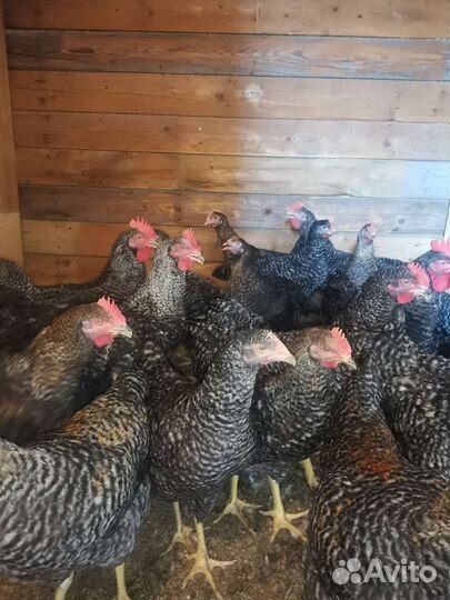 Куры и петухи мастергрейс, кучинский петухи