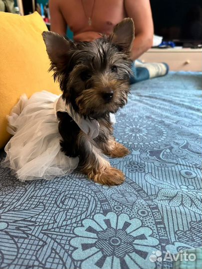 Йоркширский терьер