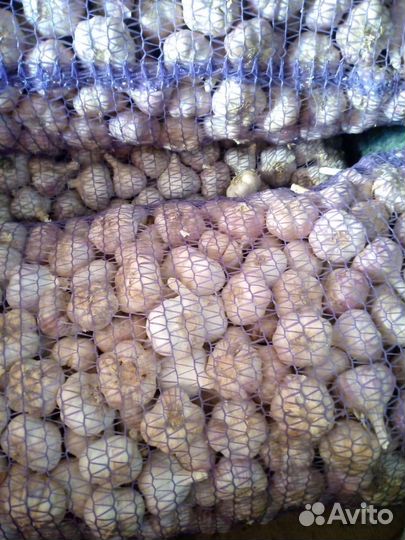 Помидор, картофель, чеснок, перец,лук