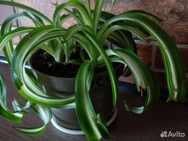 Хлорофитум кудрявый