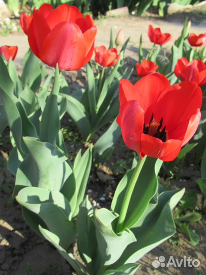 Многолетние цветы до и после цветения