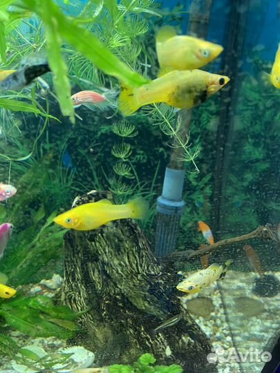 Моллинезия, растения для аквариума