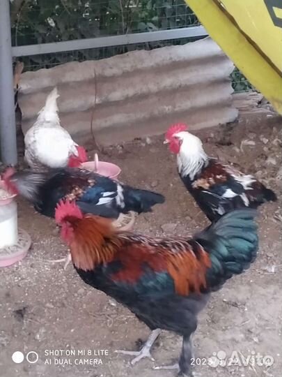 Породные петухи