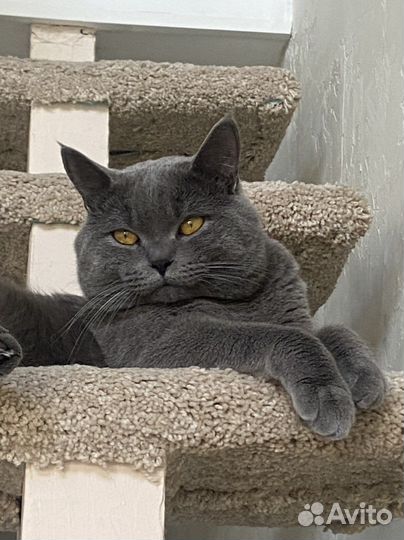 Британец вязка