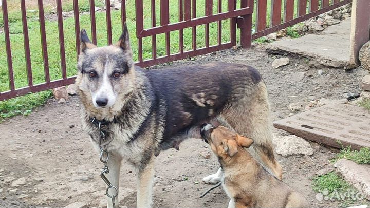 Щенок в добрые руки