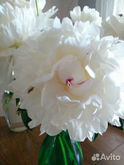 Пион белый с красной меткой и нежным ароматом розы