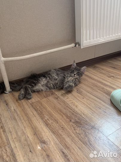 Котята Мейн-Кун