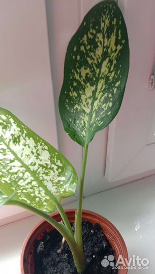 Диффенбахия