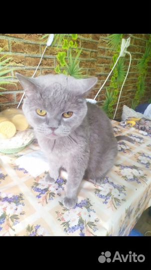 Кошка на выбросить