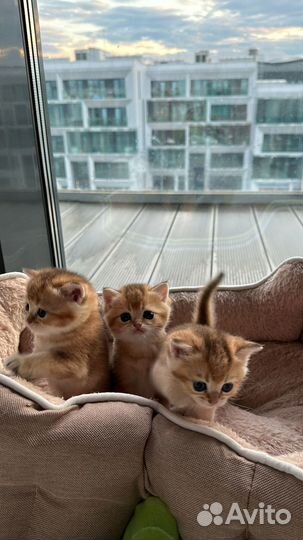 Золотой тиккированный британец. Москва