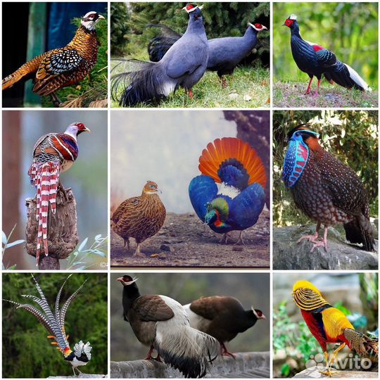 Фазаны разных видов