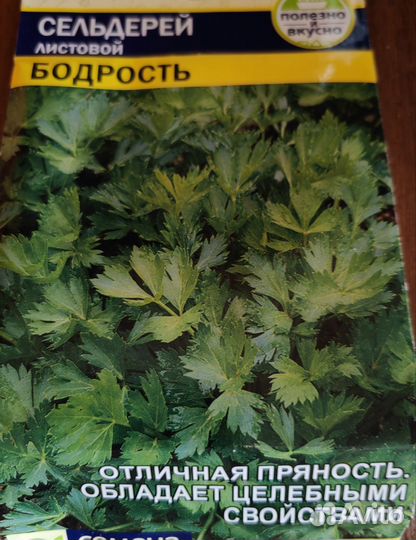 Рассада сельдерея