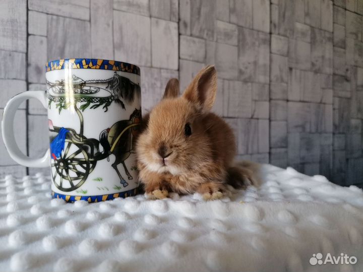 Продам карликовых крольчат